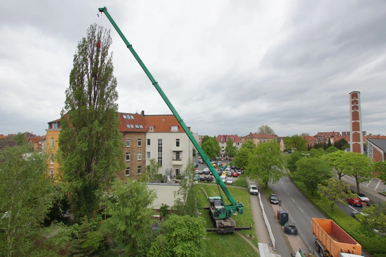 Baumfällung mit Kran