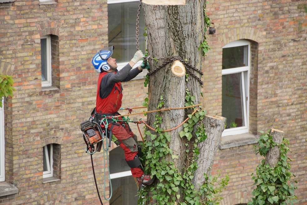 Baumfällung Baumpflege