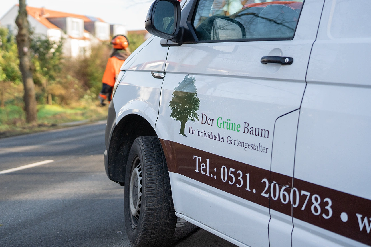 Baumkontrolle Der Grüne Baum